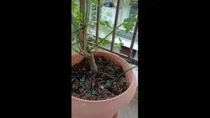 Sprinkler support