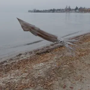 Squid Bait
