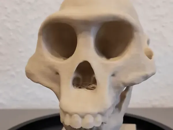 Australopithecus afarensis Skull - Educational Model & Stand — Image 4 of 9