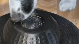 Lick Bowl with Rolling Ball, Lick Bowl with Rolling Ball