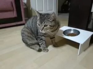 Cat Food Bowl
