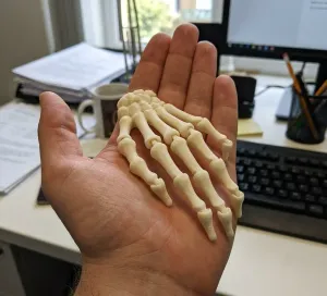 articulated skeleton hand