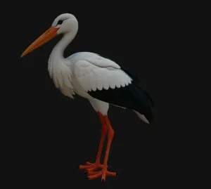 stork