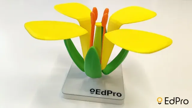 Flower structure (Brassica)