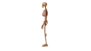 Human_Skeleton – Realistic Detailed Anatomical Bone Structur