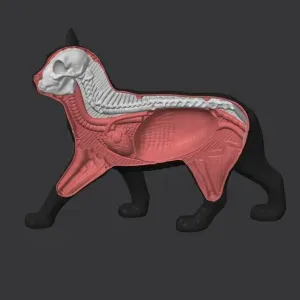 Black and white cat anatomical model
