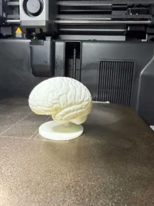 Anatomically Accurate Brain Sculpture 3D Model