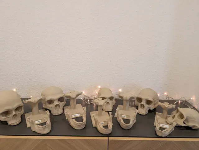 Australopithecus afarensis Skull - Educational Model & Stand — Image 6 of 9