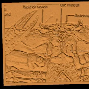 Archive Crab Low Relief