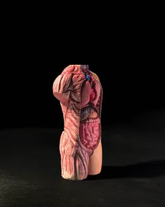 Anatomical Model
