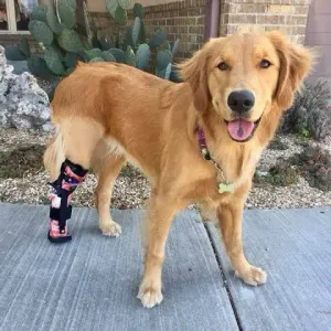 Prosthesis foot