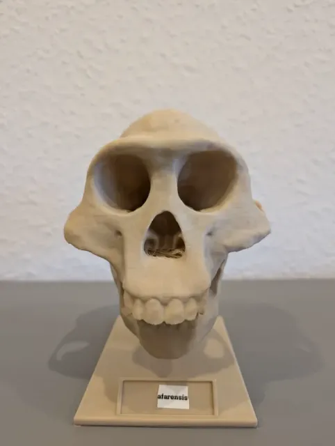Australopithecus afarensis Skull - Educational Model & Stand — Image 2 of 9