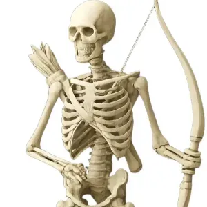 Skeleton