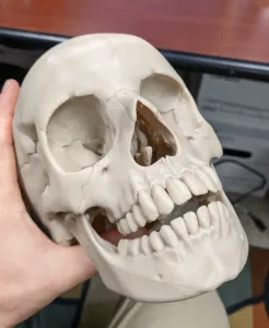 Cráneo humano/Human Skull