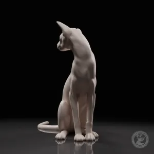 Oriental Shorthair cat