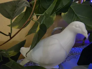 Dove