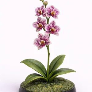 Orchid flower