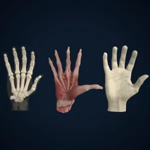 Anatomical Hand Bones & Muscles 3D Printable Model