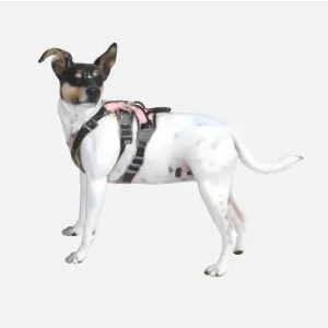 Fox Terrier Toy