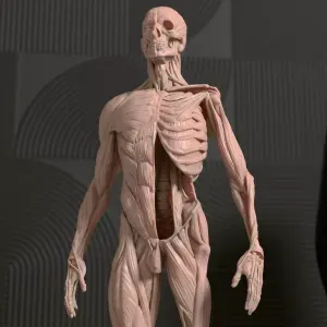 Human Anatomy STL Model
