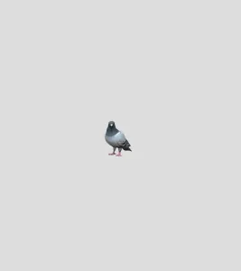pigeon