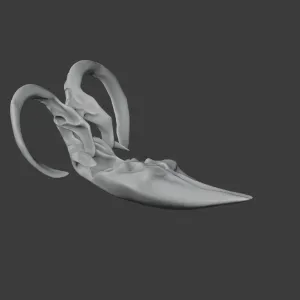 Moythomasia Skull