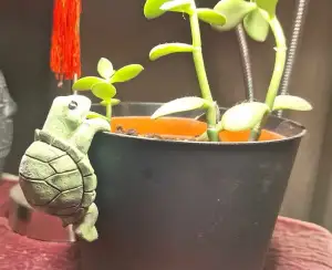 Turtle Flower Pot Hangers