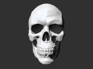 Skull - Anatomy 3D print model
