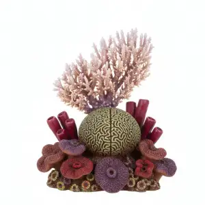 Organic Reef Coral Cluster Combined