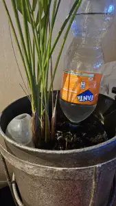 Smart watering sytem for plants. (europa Pet bottels)