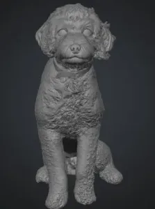 Dog Poodle