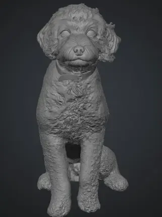 Dog Poodle