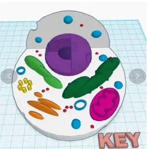 Animal Cell model