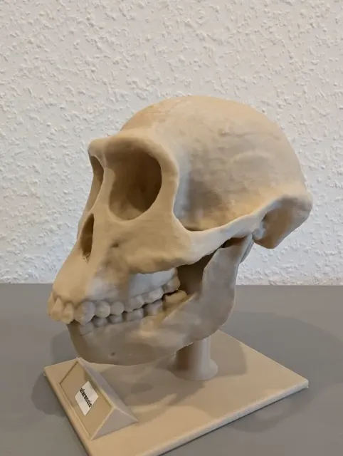 Australopithecus afarensis Skull - Educational Model & Stand — Image 3 of 9