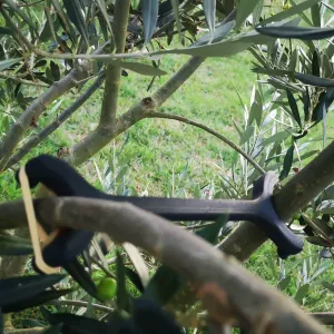 Écarteur de branches d'arbre