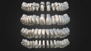 teeth model