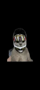 кот в мотошлеме