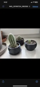 Cactus planter
