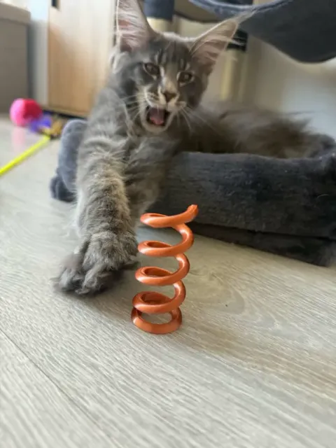 Cat spring
