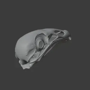 Black Vulture Skull