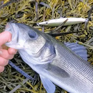 Topwater Fishing Lure