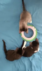 🎾 Jeu pour Chat - Tourniquet à Balle Interactif 🐾