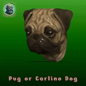 Pug Dog Head