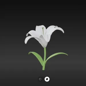 Lily Flower
