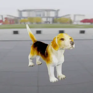 Dog beagle
