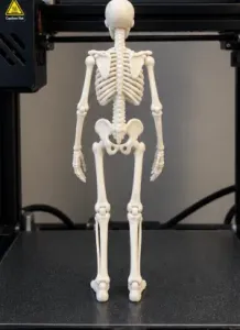 skeleton