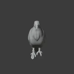 Bar-shouldered dove