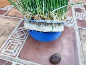 Free, gratis. Germinador de semillas.