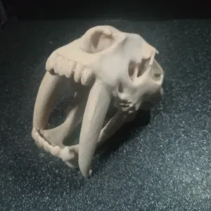 Sabretooth Tiger Skull