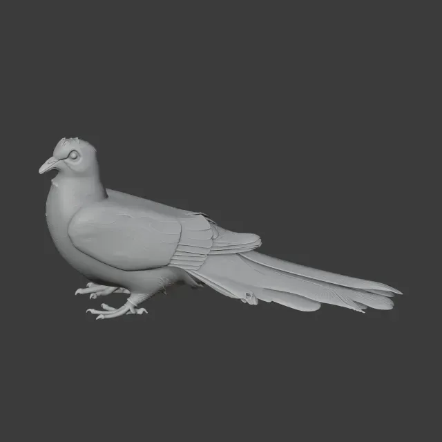 Bar-tailed cuckoo-dove — Image 5 of 7
